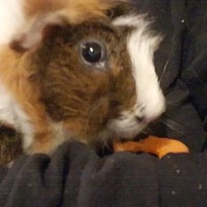 Meet your Posher, Amy